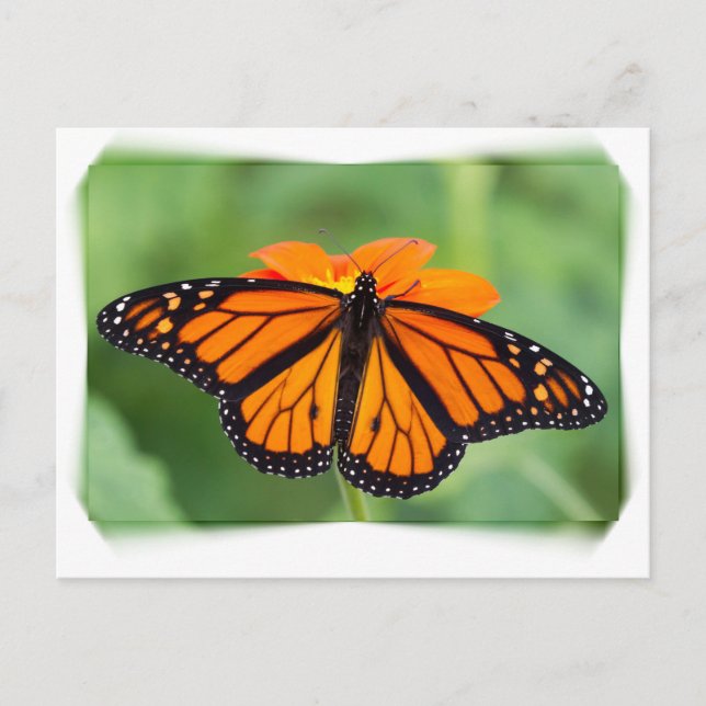 Monarch Butterfly Postkarte (Vorderseite)