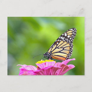 Monarch Butterfly Postkarte
