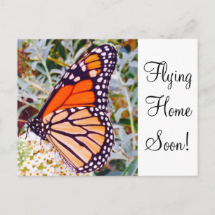 Monarch Butterfly Postkarte