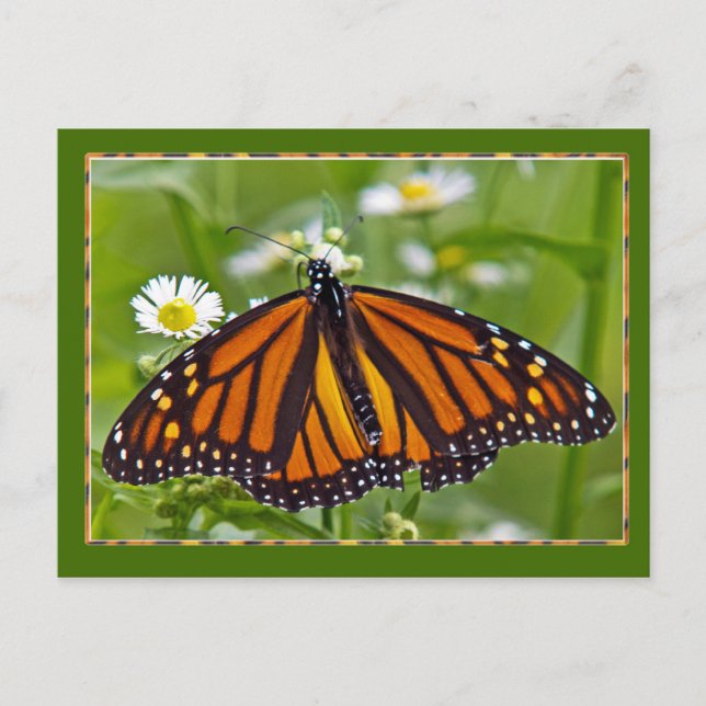 Monarch Butterfly Postkarte (Vorderseite)