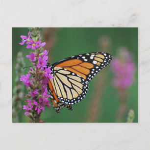Monarch Butterfly Postkarte
