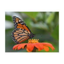 Monarch Butterfly Postkarte