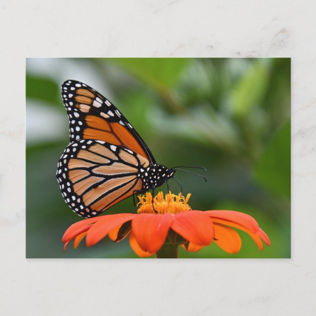 Monarch Butterfly Postkarte (Vorderseite)
