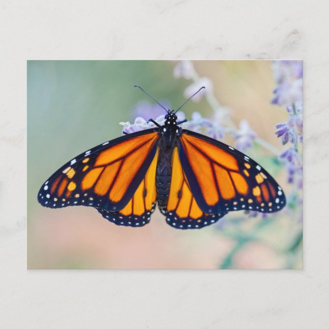 Monarch Butterfly Postkarte (Vorderseite)