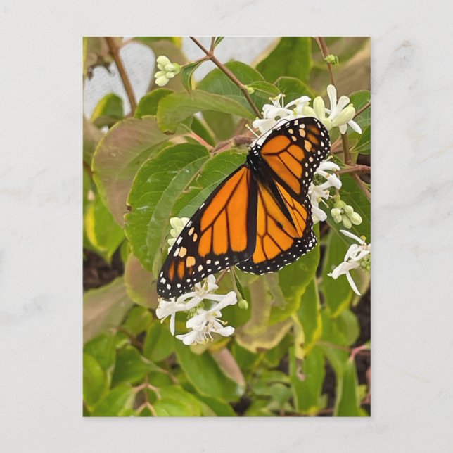 Monarch Butterfly Postkarte (Vorderseite)