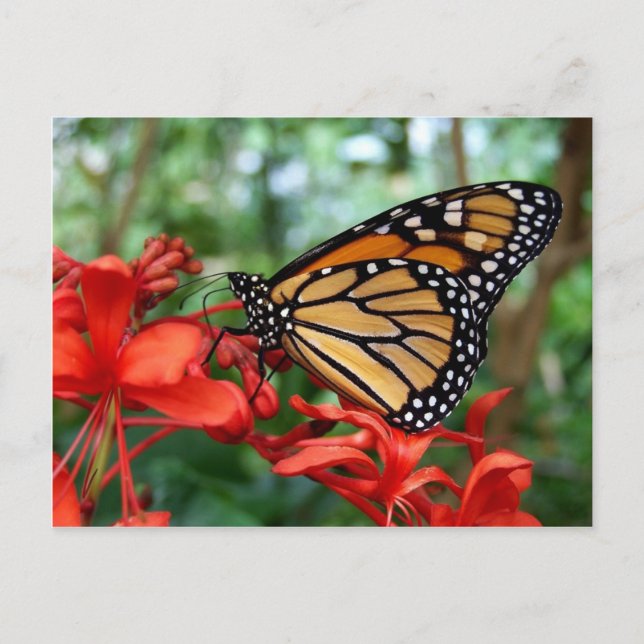 Monarch Butterfly Postkarte (Vorderseite)