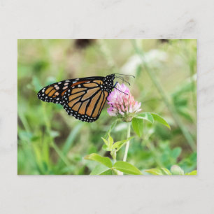 Monarch Butterfly Postkarte