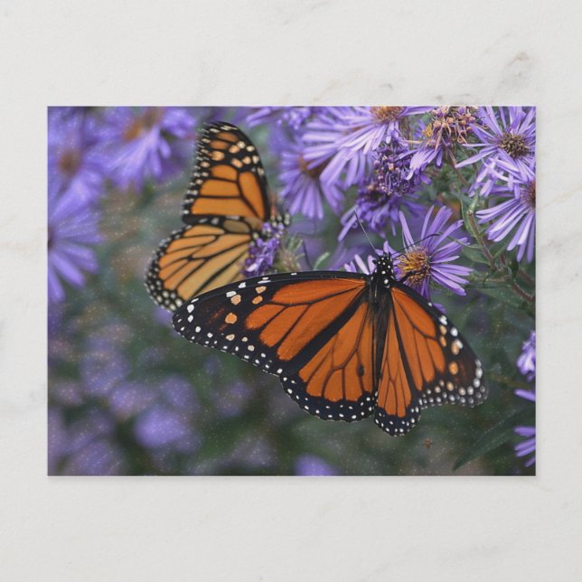 Monarch Butterfly Postkarte (Vorderseite)