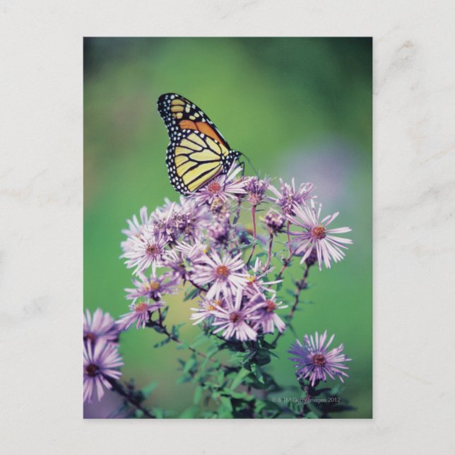 Monarch Butterfly Postkarte (Vorderseite)
