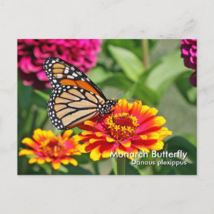 Monarch Butterfly Postkarte