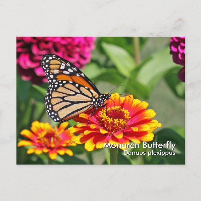 Monarch Butterfly Postkarte (Vorderseite)