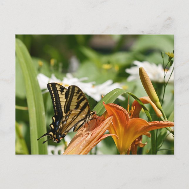 Monarch Butterfly Postkarte (Vorderseite)