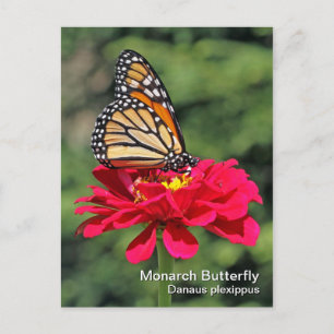 Monarch Butterfly Postkarte