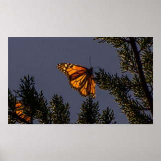 Monarch Butterfly Print Poster