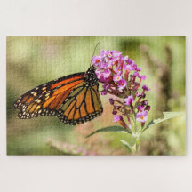 Monarch Butterfly