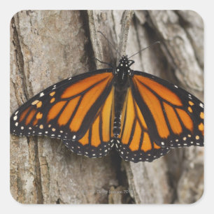 Monarch Butterfly Quadratischer Aufkleber