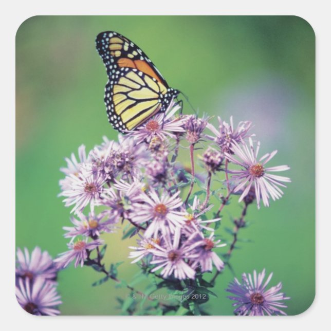 Monarch Butterfly Quadratischer Aufkleber (Vorderseite)