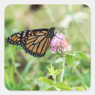 Monarch Butterfly Quadratischer Aufkleber
