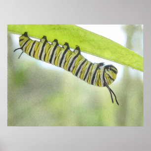 Monarch Butterfly-Raupe entdeckt einen Milchweed Poster