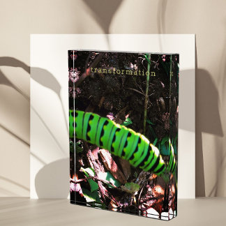 Monarch Butterfly Raupe Fotoblock