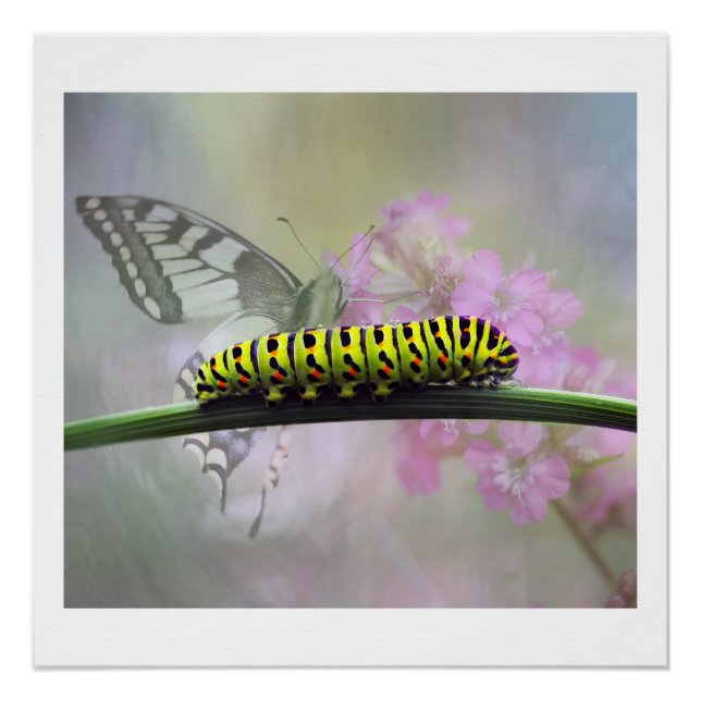 Monarch Butterfly-Raupe Glossposter Poster (Vorderseite)