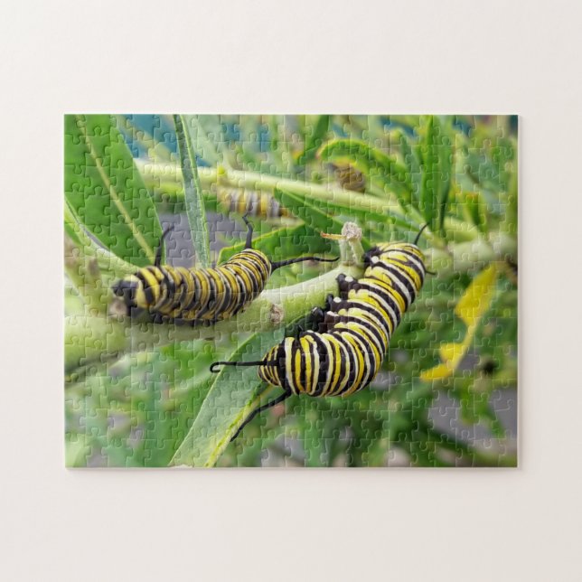 Monarch Butterfly Raupe Insekt Puzzle (Horizontal)