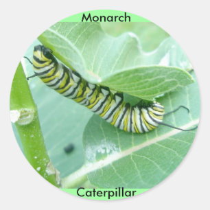 Monarch Butterfly Raupe Stickers