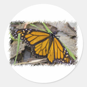 Monarch Butterfly Runder Aufkleber