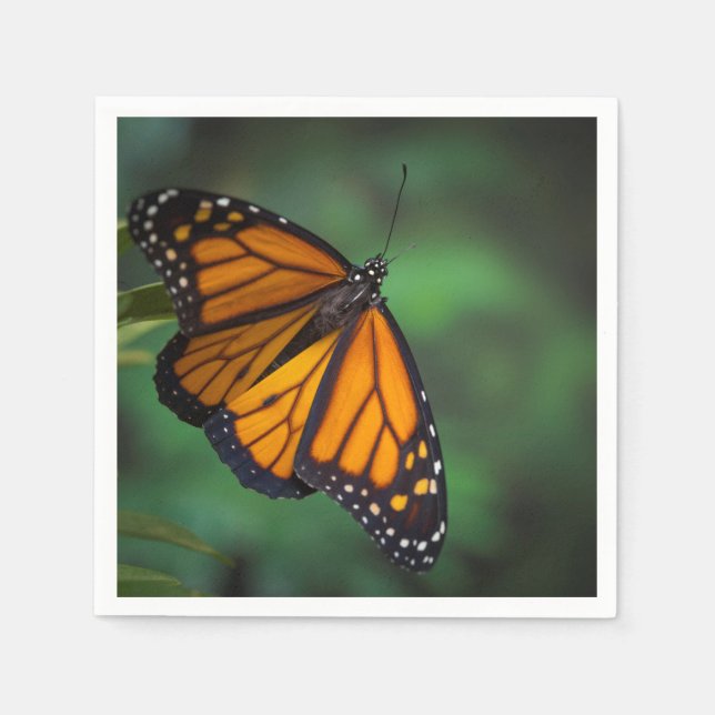 Monarch Butterfly Serviette (Vorderseite)