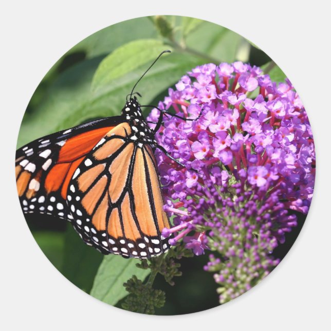 Monarch Butterfly Stickers (Vorderseite)