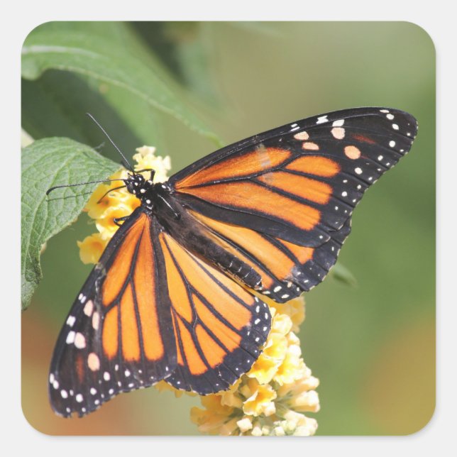 Monarch Butterfly Stickers (Vorderseite)