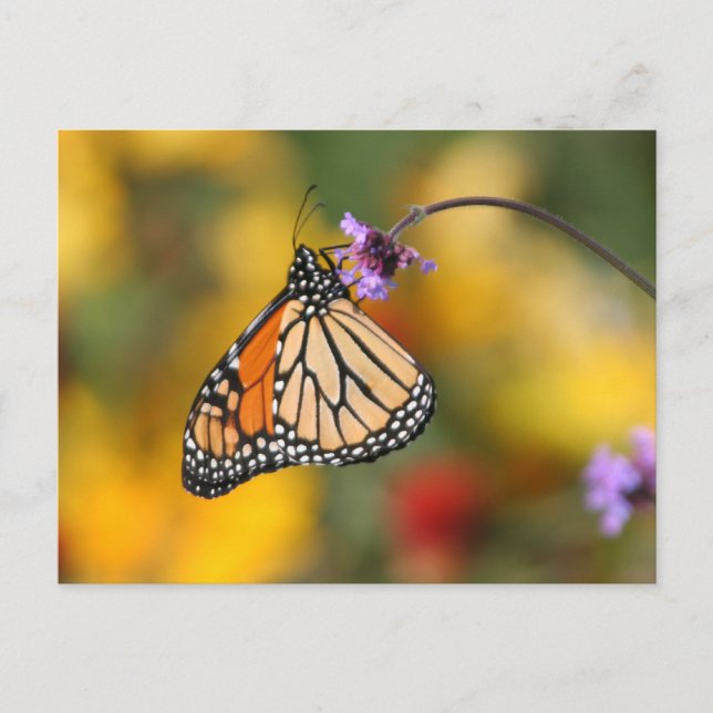 Monarch Butterfly Stops für Pollen Postkarte (Vorderseite)