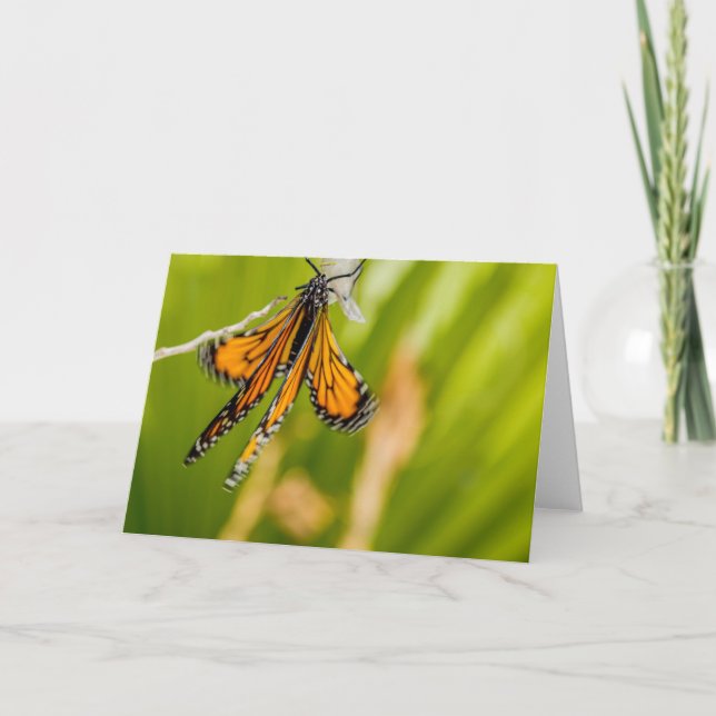 Monarch Butterfly Trocknen Flügel Grußkarte Karte (Vorderseite)
