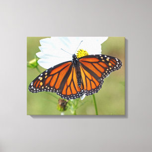 Monarch Butterfly über den Kosmos Leinwanddruck