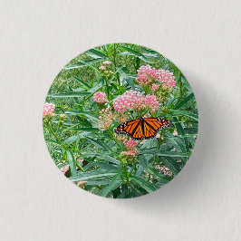 Monarch Butterfly über die Milkweed Button