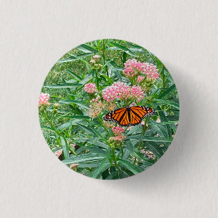 Monarch Butterfly über die Milkweed Button