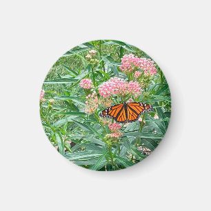 Monarch Butterfly über die Milkweed Magnet