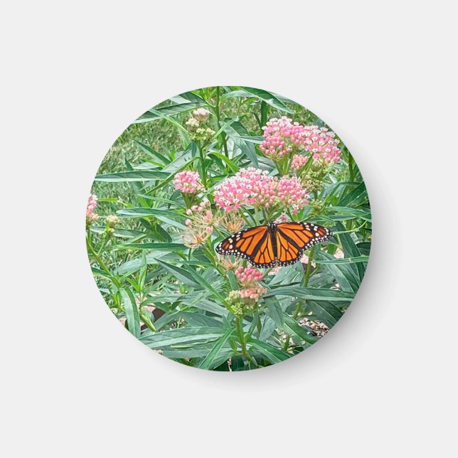 Monarch Butterfly über die Milkweed  Magnet (Vorne)