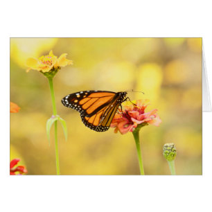 Monarch Butterfly über Zinnia