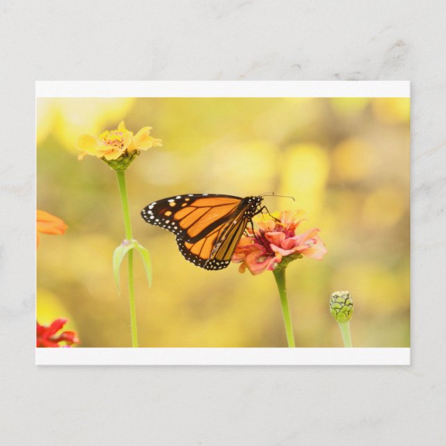 Monarch Butterfly über Zinnia Postkarte (Vorderseite)