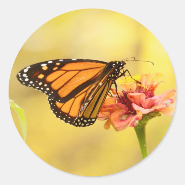 Monarch Butterfly über Zinnia Runder Aufkleber (Vorderseite)