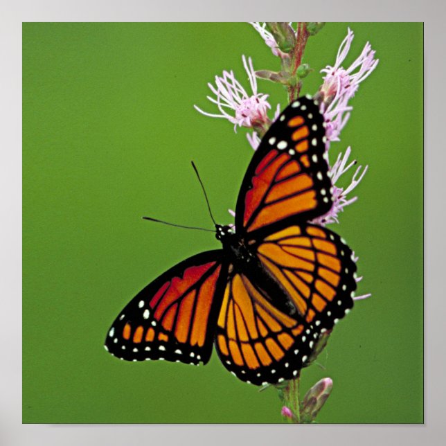 Monarch Butterfly und Blume auf dem grünen Platz Poster (Vorne)