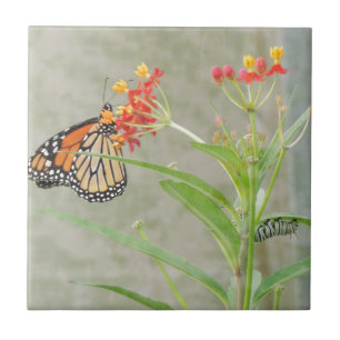 Monarch Butterfly und Raupe Fliese