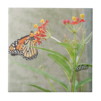 Monarch Butterfly und Raupe Fliese