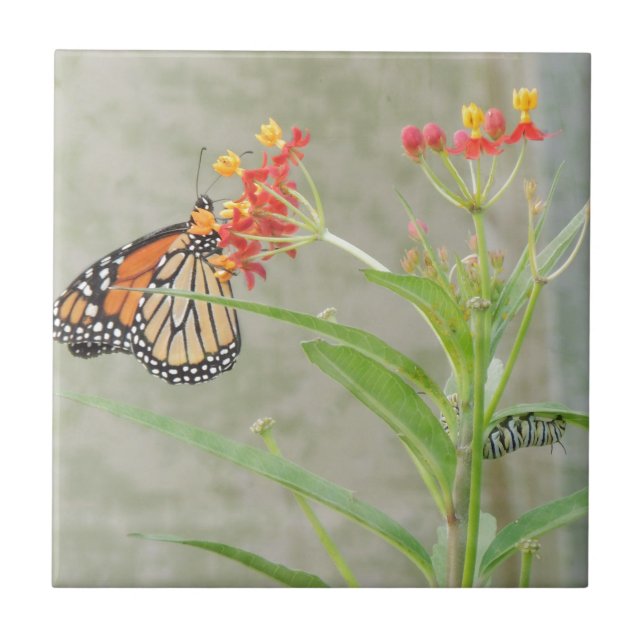 Monarch Butterfly und Raupe Fliese (Vorderseite)