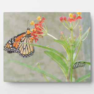 Monarch Butterfly und Raupe Fotoplatte