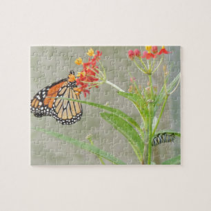 Monarch Butterfly und Raupe Puzzle