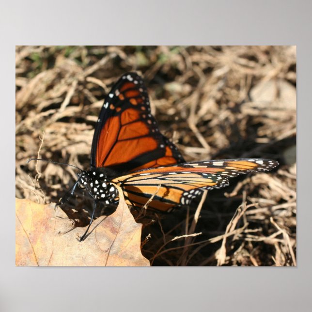 Monarch Butterfly versinnbildlicht Natur Poster (Vorne)