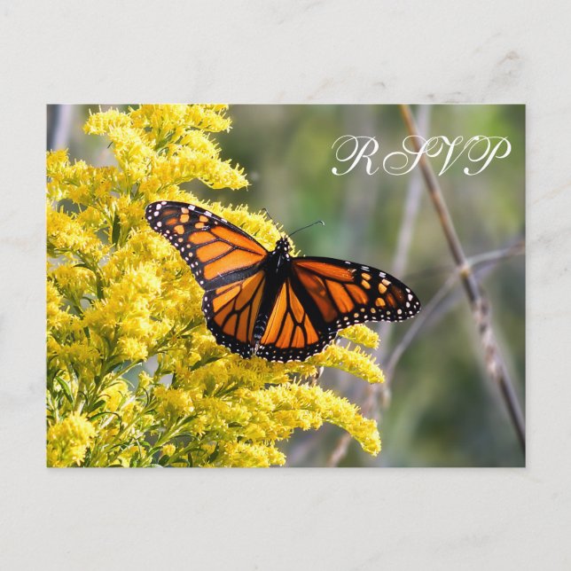 Monarch Butterfly Wedding RSVP Postcard Einladungspostkarte (Vorderseite)