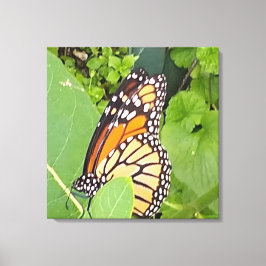 Monarch Butterfly Wrapped Canvas Leinwanddruck
